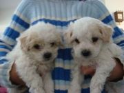 Two Adorable Tea Cup Maltese Puppies for adoption