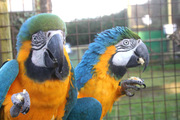 blue and gold macaw for sale at a peanut this xmas